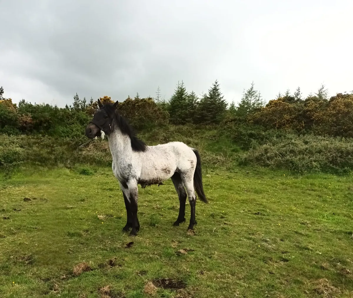Connemara Filly Foal - Image 1