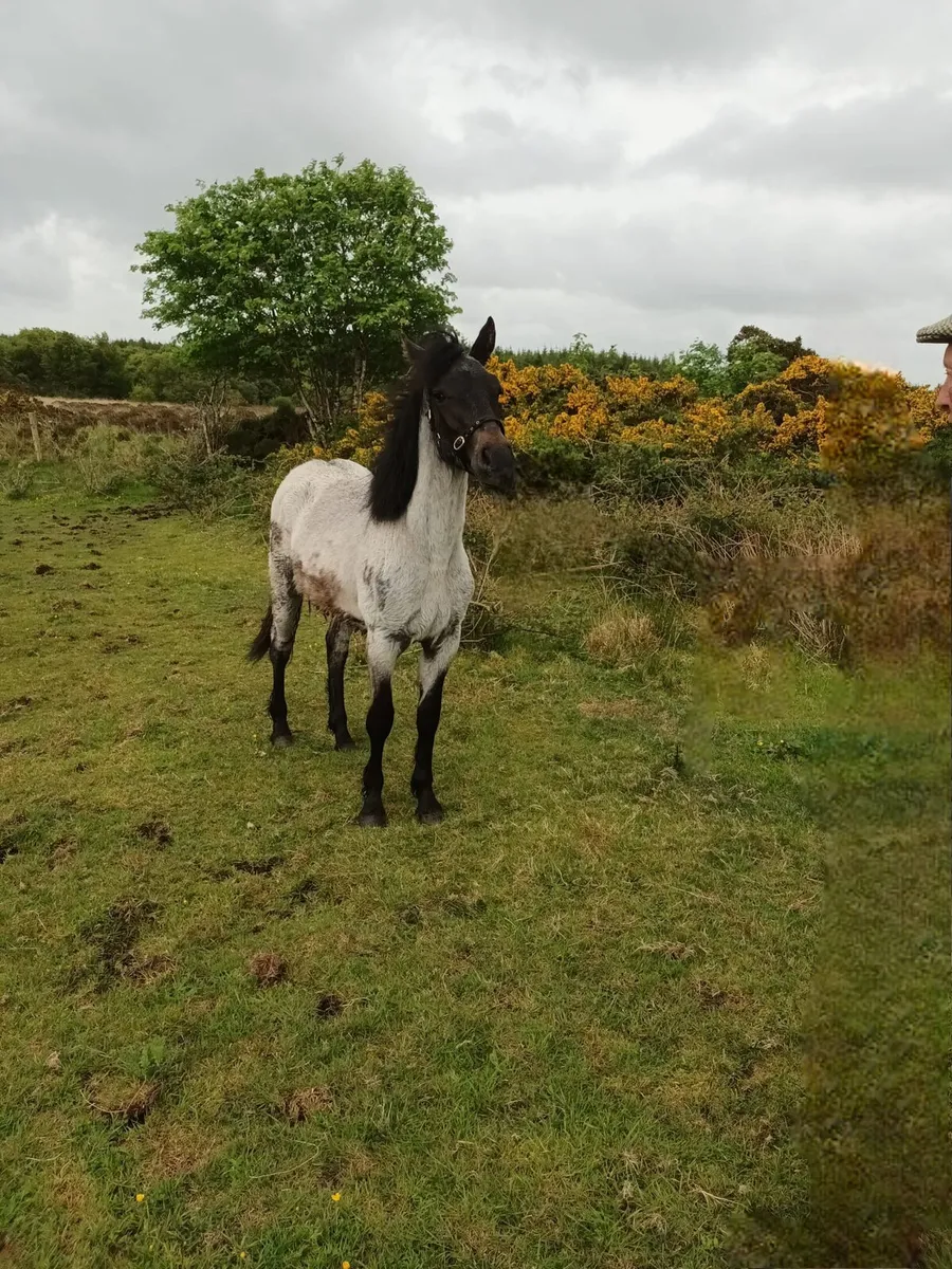 Connemara Filly Foal - Image 2