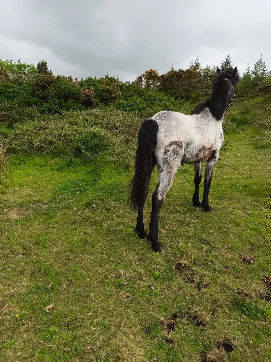 Connemara Filly Foal - Image 3