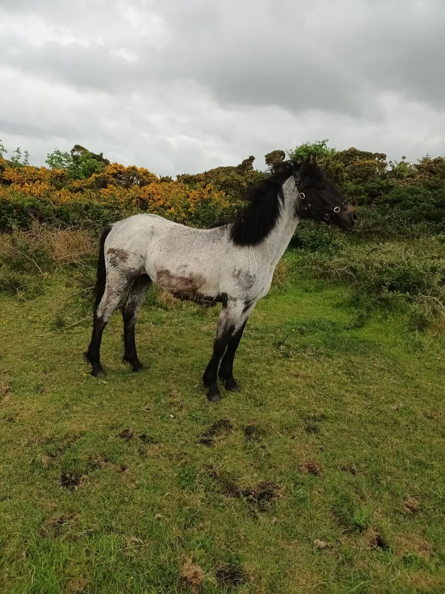 Connemara Filly Foal - Image 4