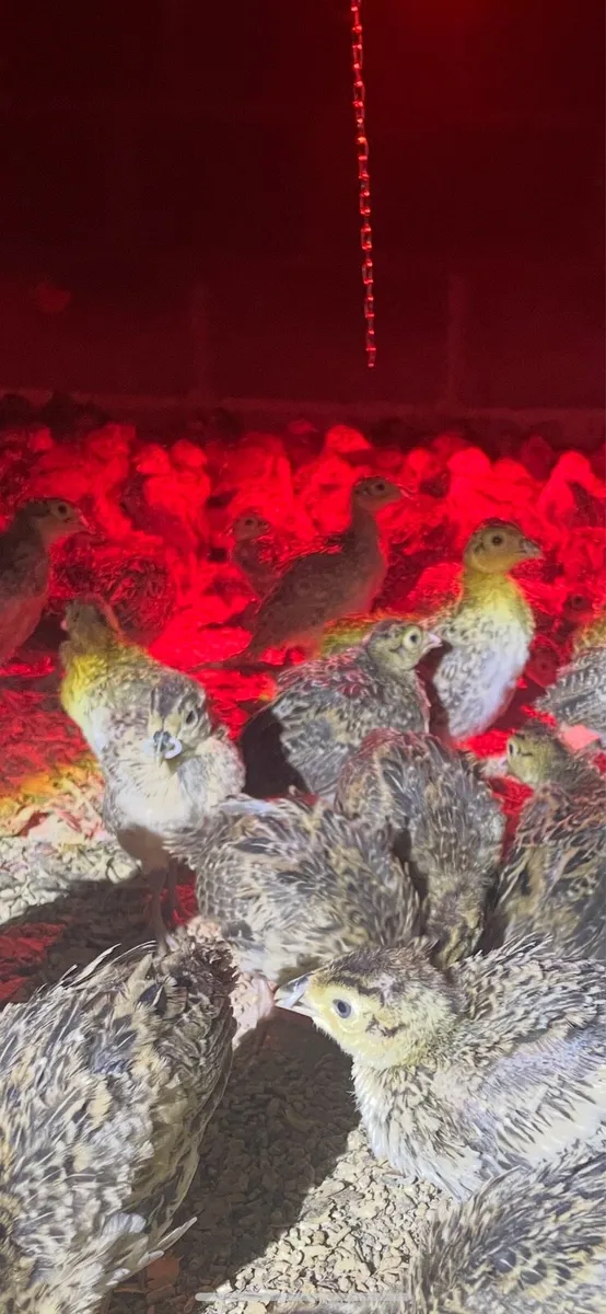 Pheasant poults - Image 1