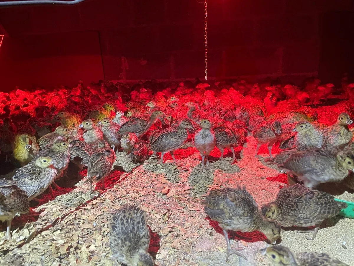 Pheasant poults - Image 2