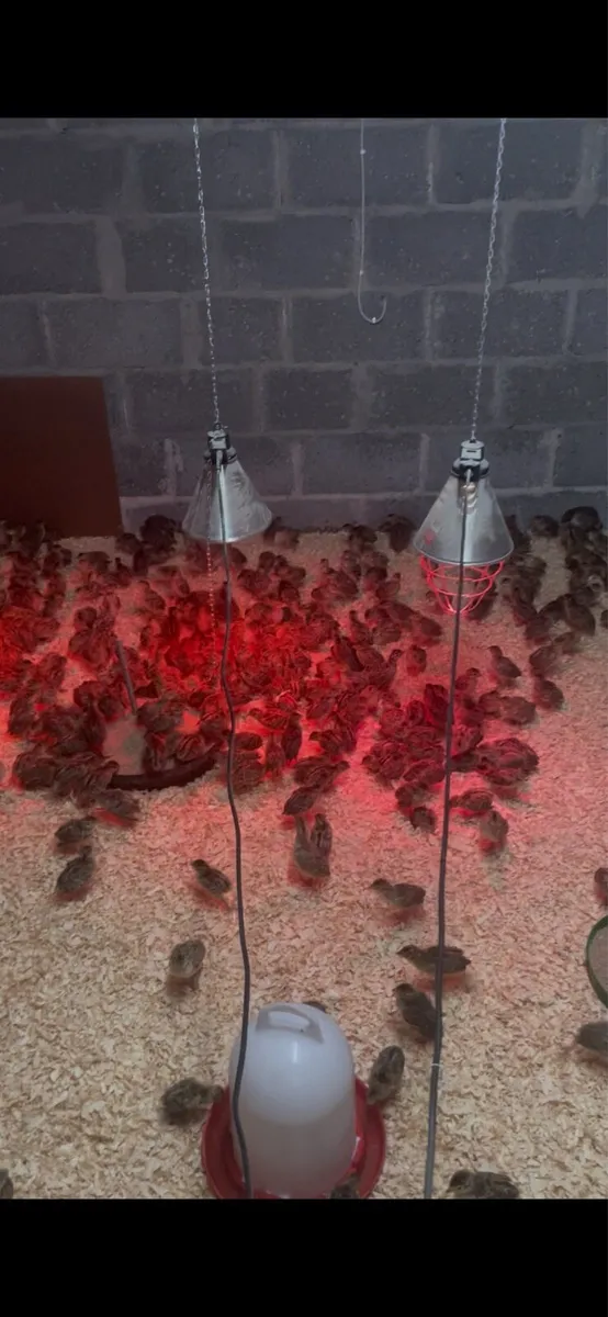 Pheasant poults - Image 3