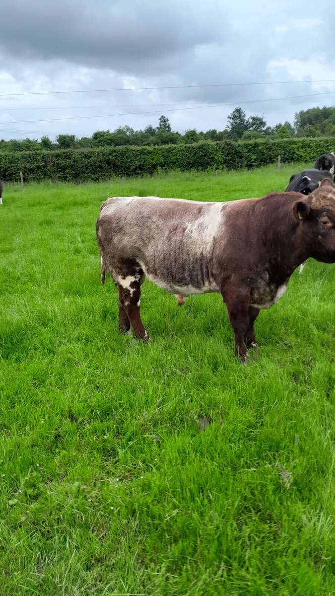 Bull - Image 2