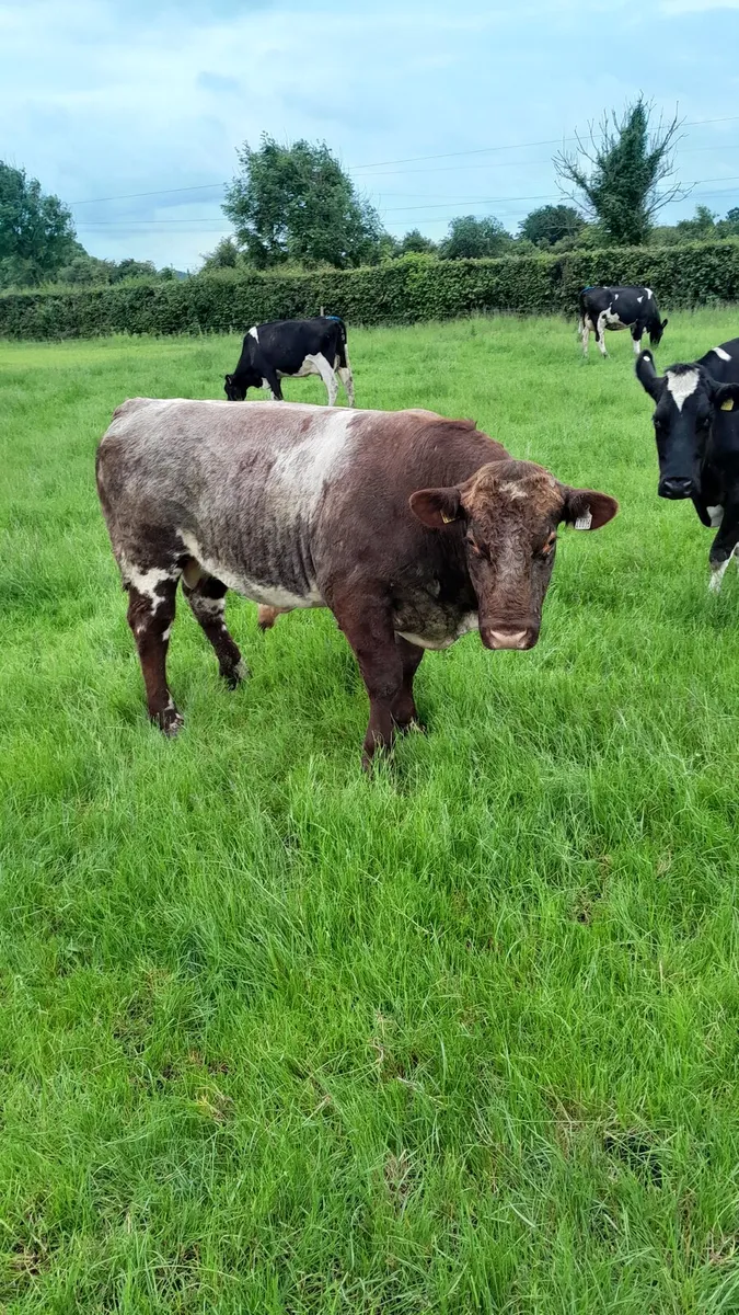 Bull - Image 3