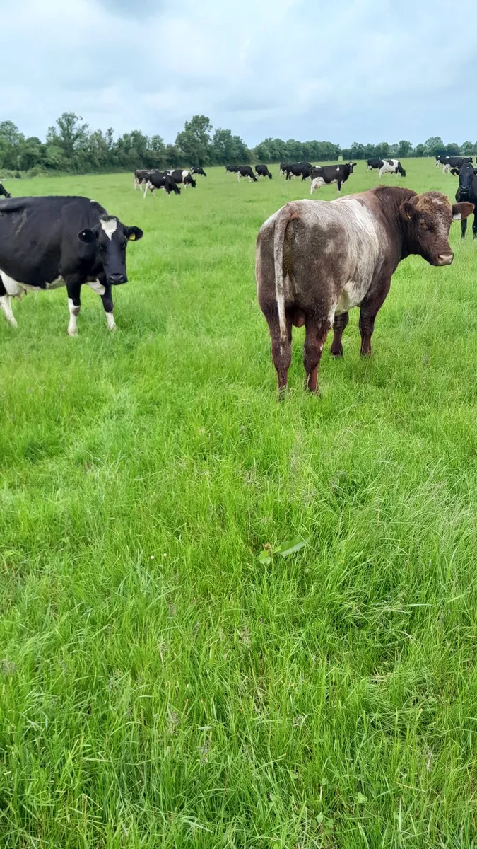 Bull - Image 4
