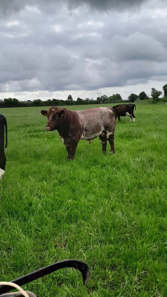 Bull - Image 1