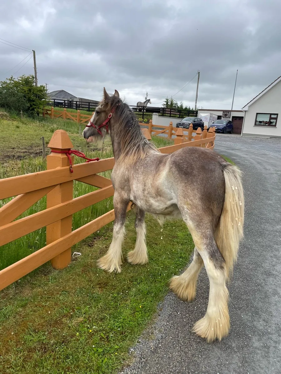 Heavy Dun Splashed Filly - Image 2