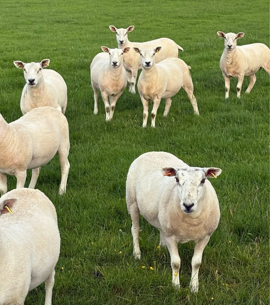 Texel Mule Hoggets - Image 2