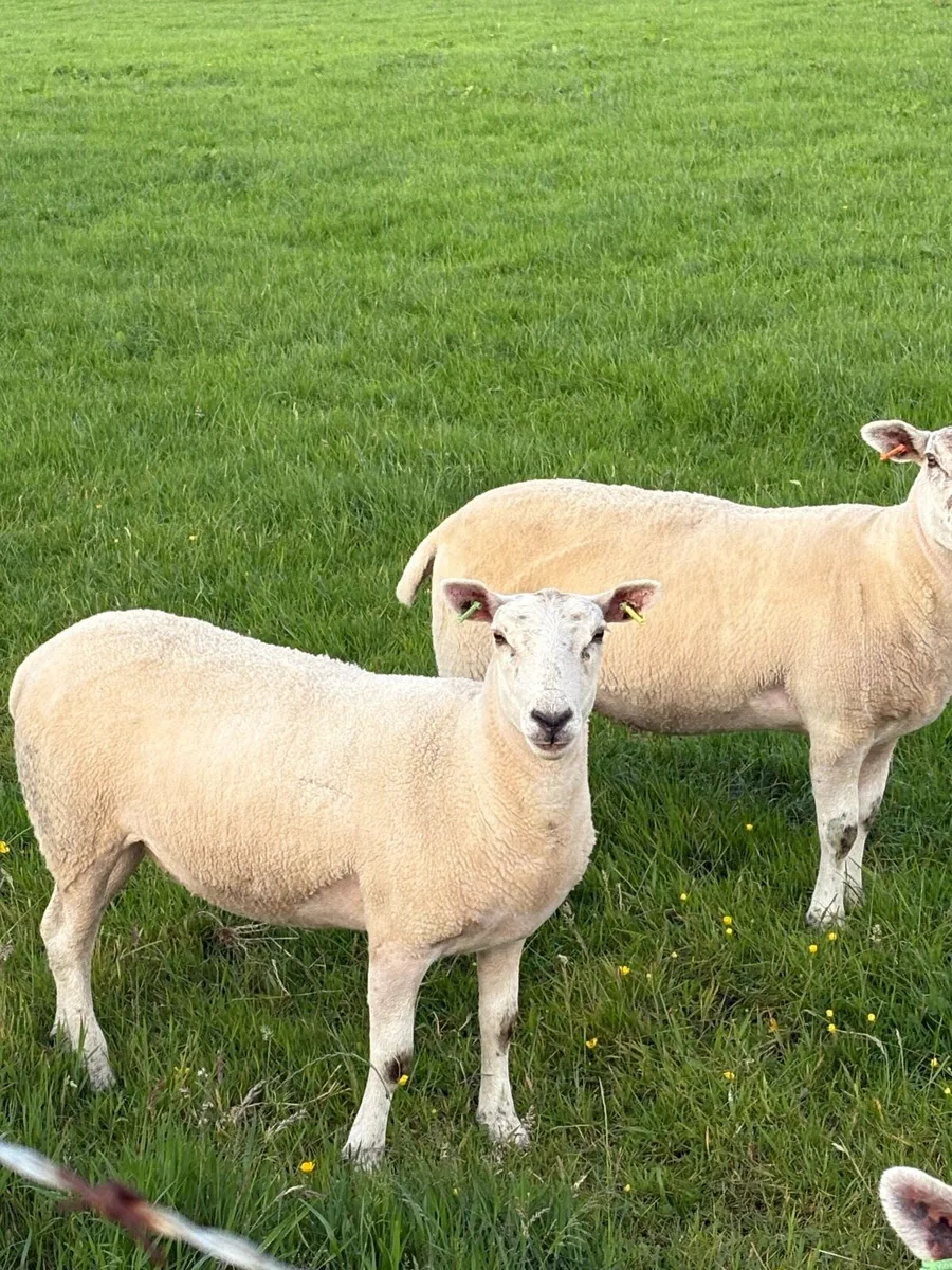 Texel Mule Hoggets - Image 4