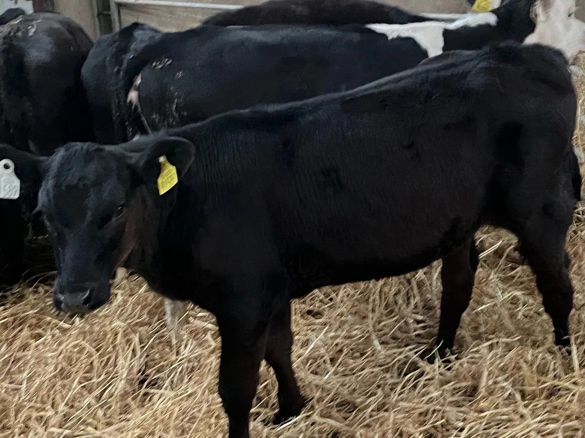 Serious Angus & Hereford Heifer Runners - Image 1