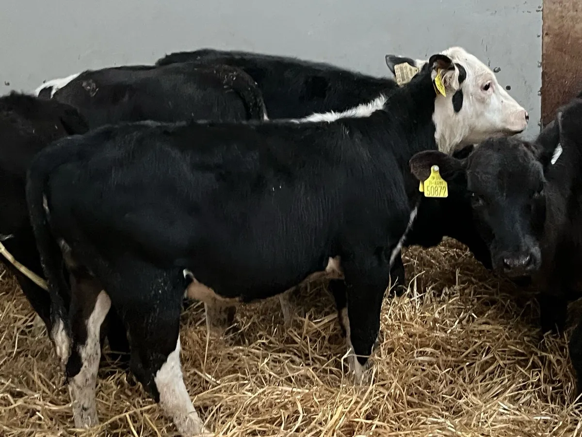 Serious Angus & Hereford Heifer Runners - Image 2