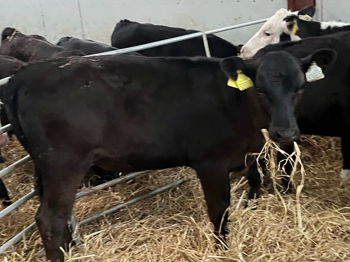 Serious Angus & Hereford Heifer Runners - Image 3