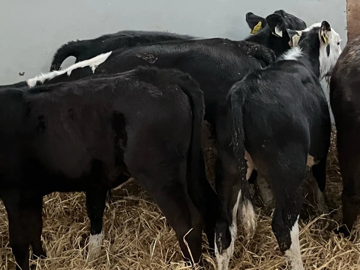 Serious Angus & Hereford Heifer Runners - Image 4
