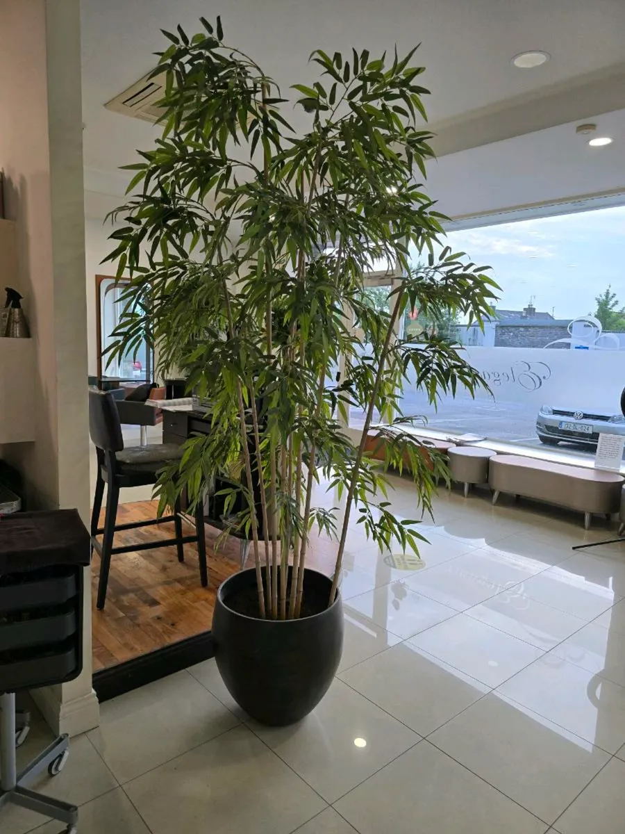Trees - Image 1