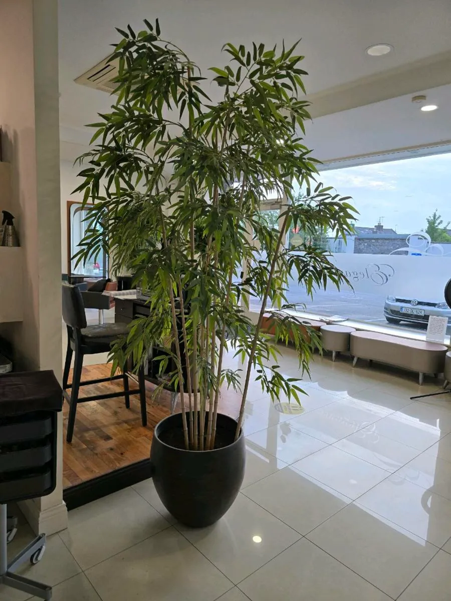 Trees - Image 2