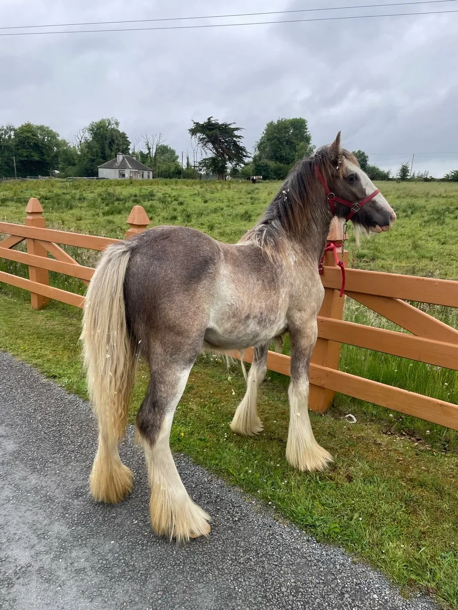 Heavy Dun Splashed Filly - Image 1