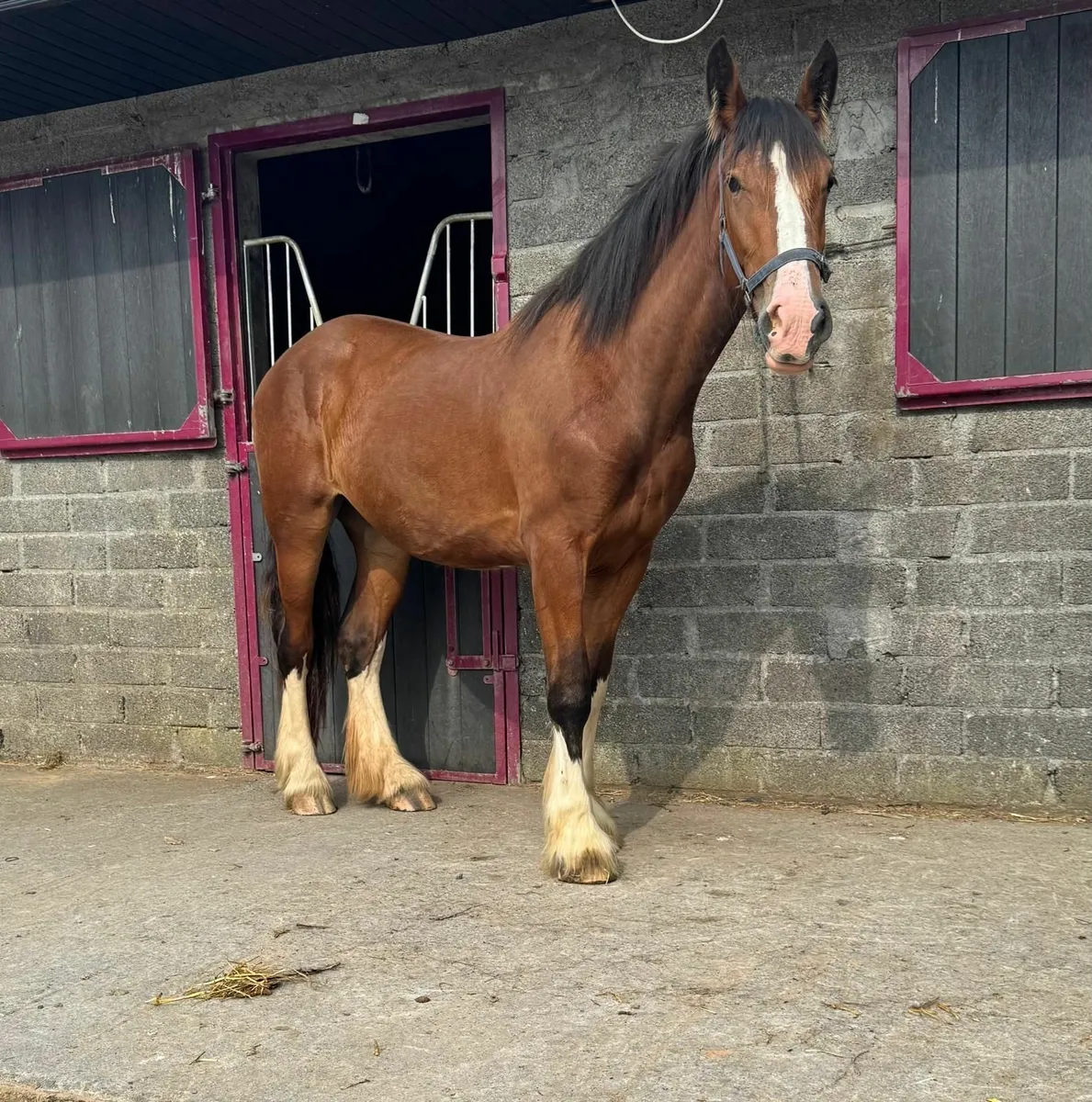 2YO Clyde X Cob Filly - Image 1