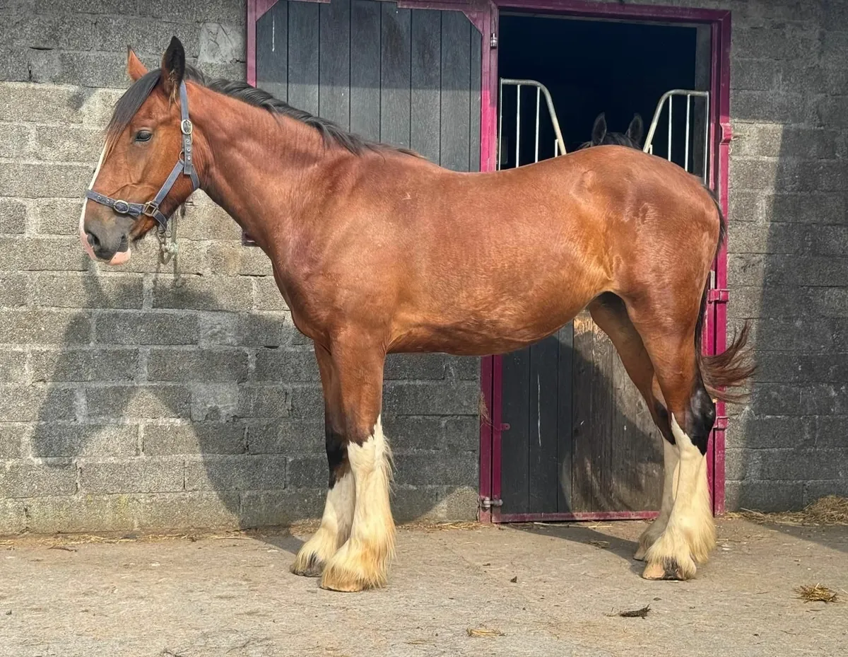 2YO Clyde X Cob Filly - Image 2