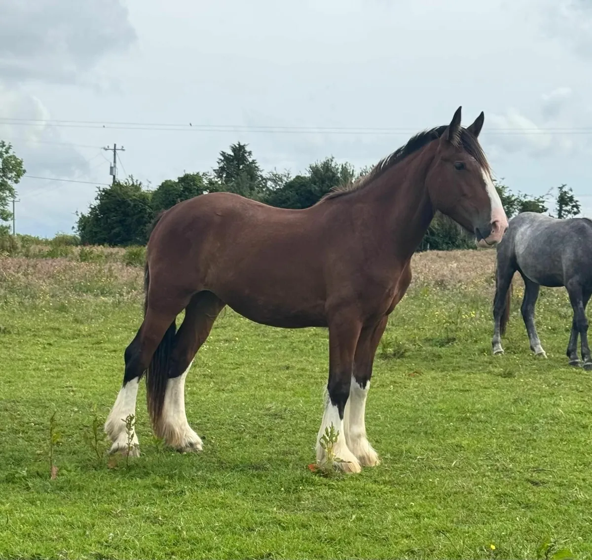 2YO Clyde X Cob Filly - Image 3