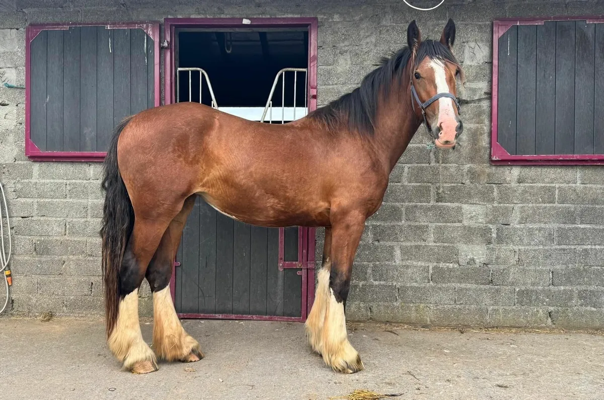 2YO Clyde X Cob Filly - Image 4