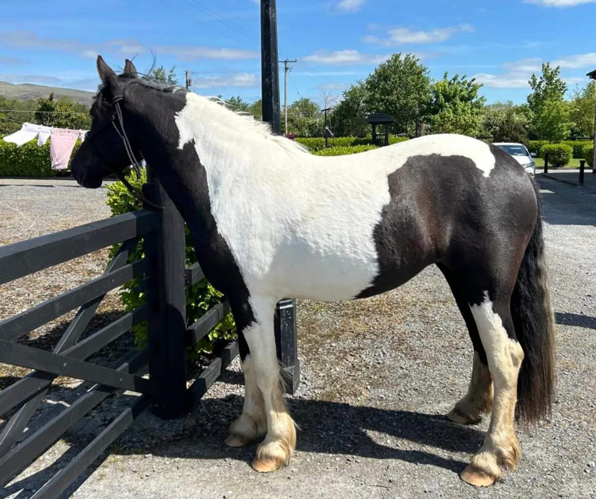 3 year old filly - Image 2