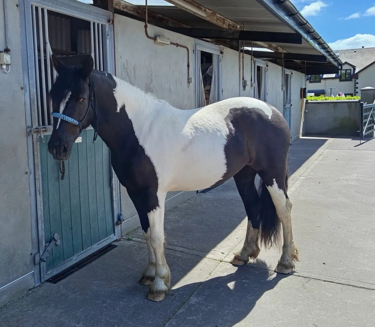 3 year old filly - Image 3