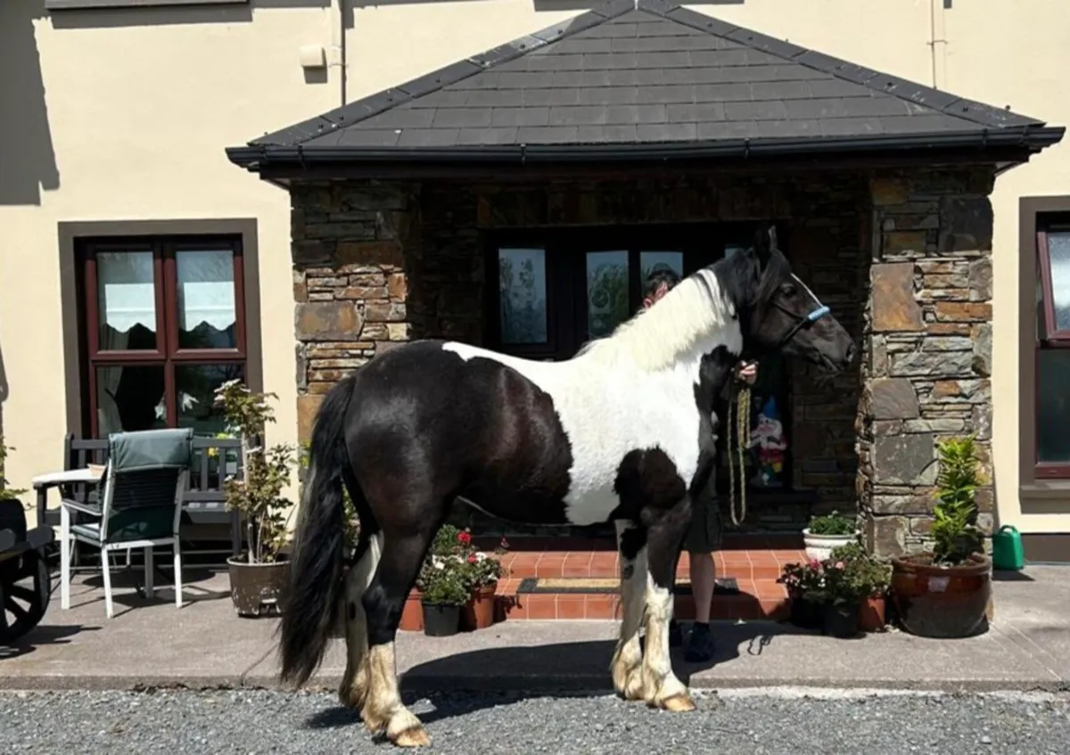 3 year old filly - Image 4