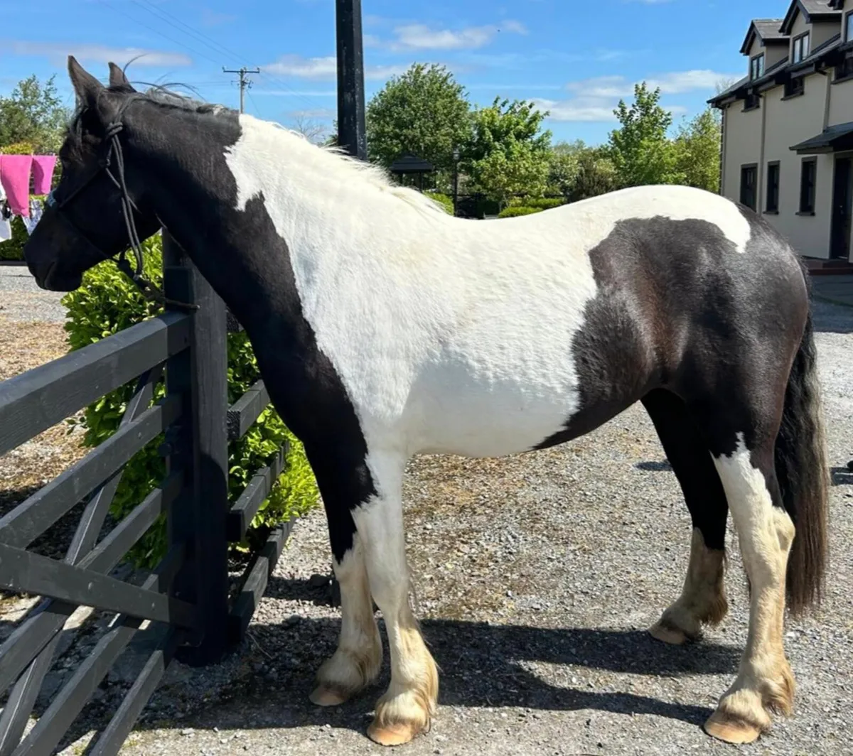 3 year old filly - Image 1