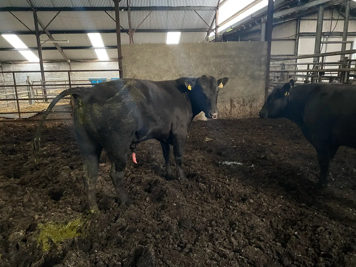 2 year old Angus bulls - Image 1