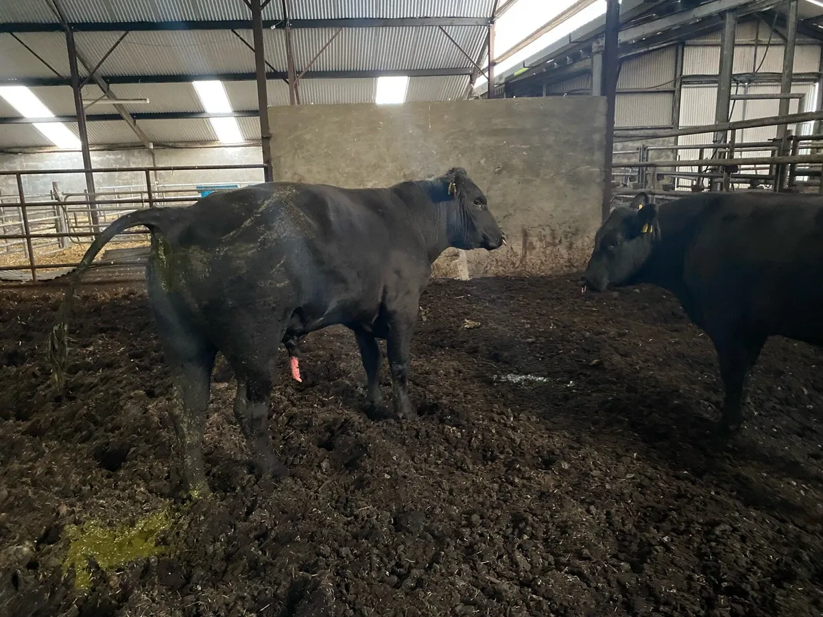 2 year old Angus bulls - Image 2