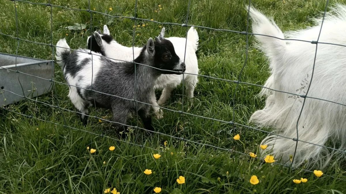 Pygmy goats male - Image 1
