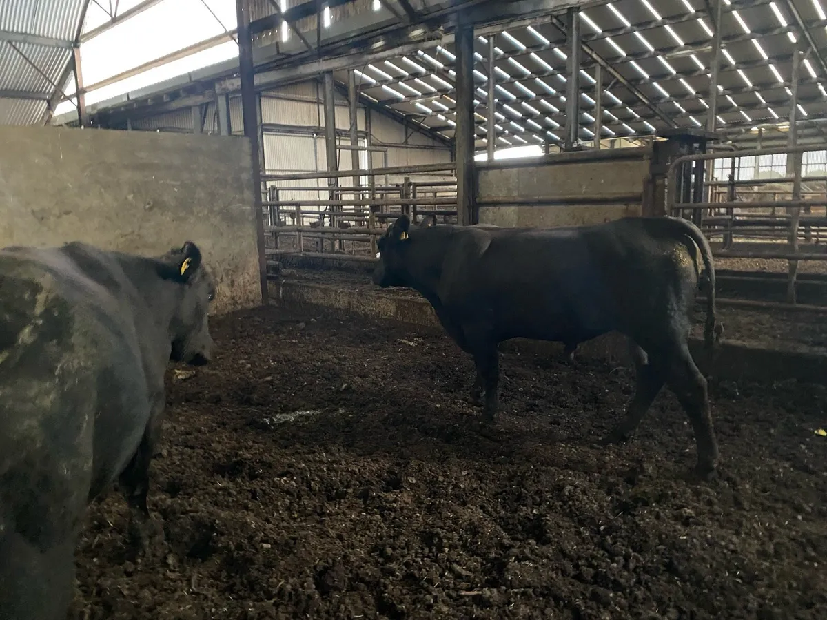 2 year old Angus bulls - Image 3