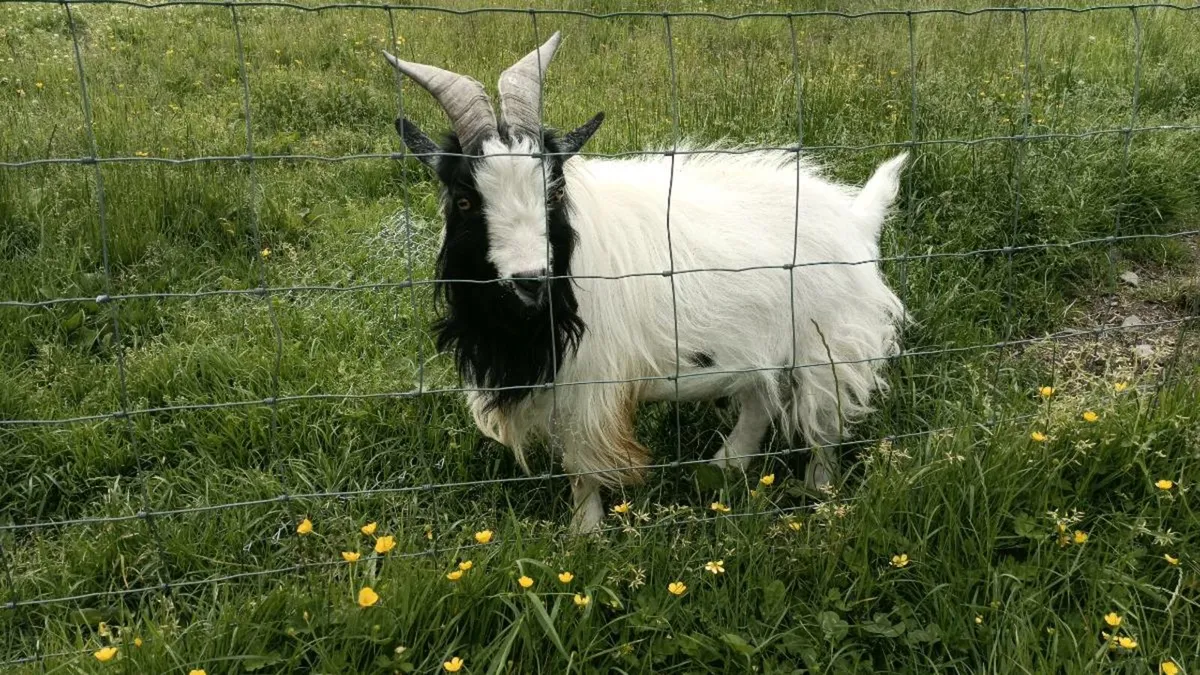 Pygmy goats male - Image 3