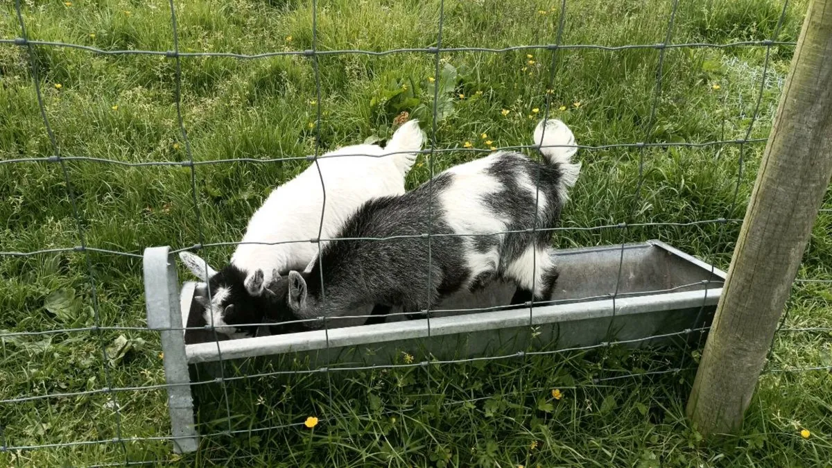 Pygmy goats male - Image 4
