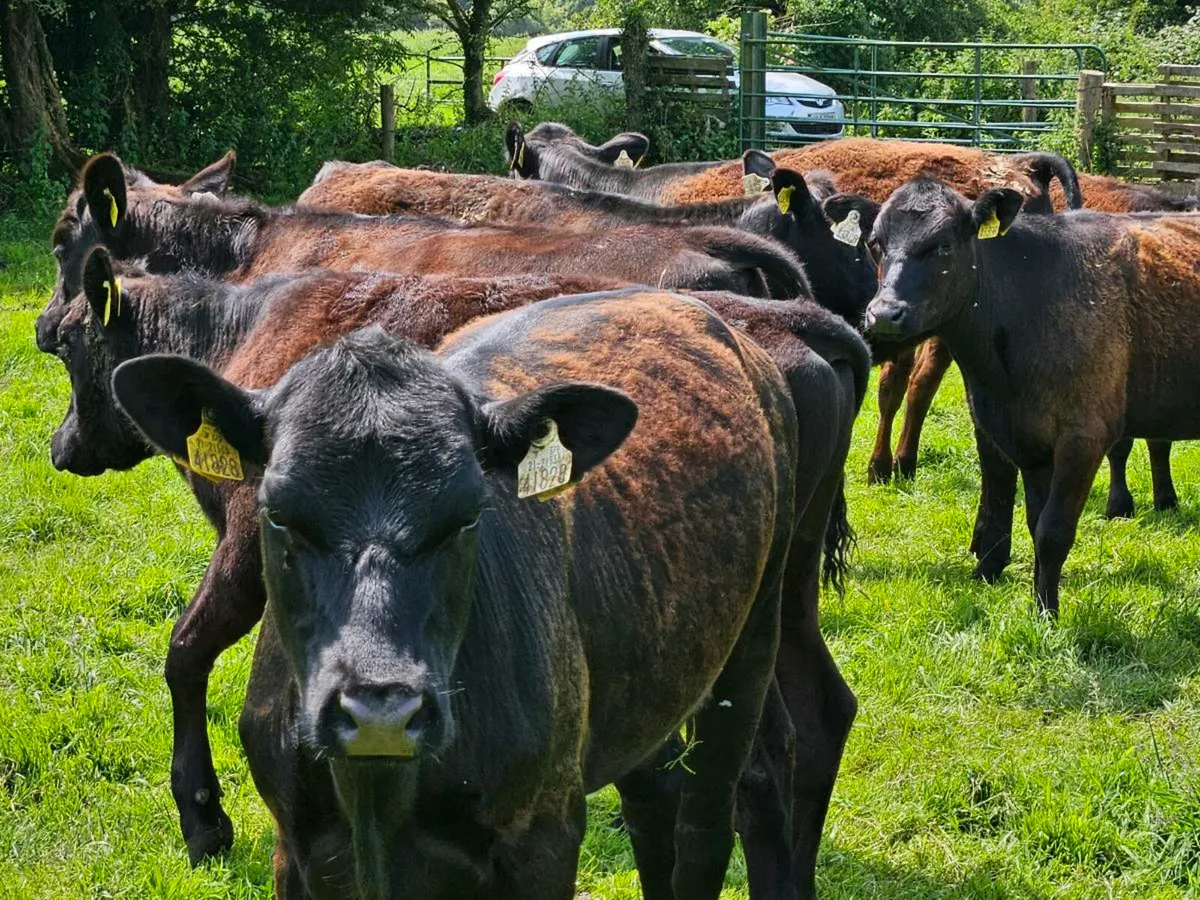 23 Angus heifers and bullocks for sale - Image 1