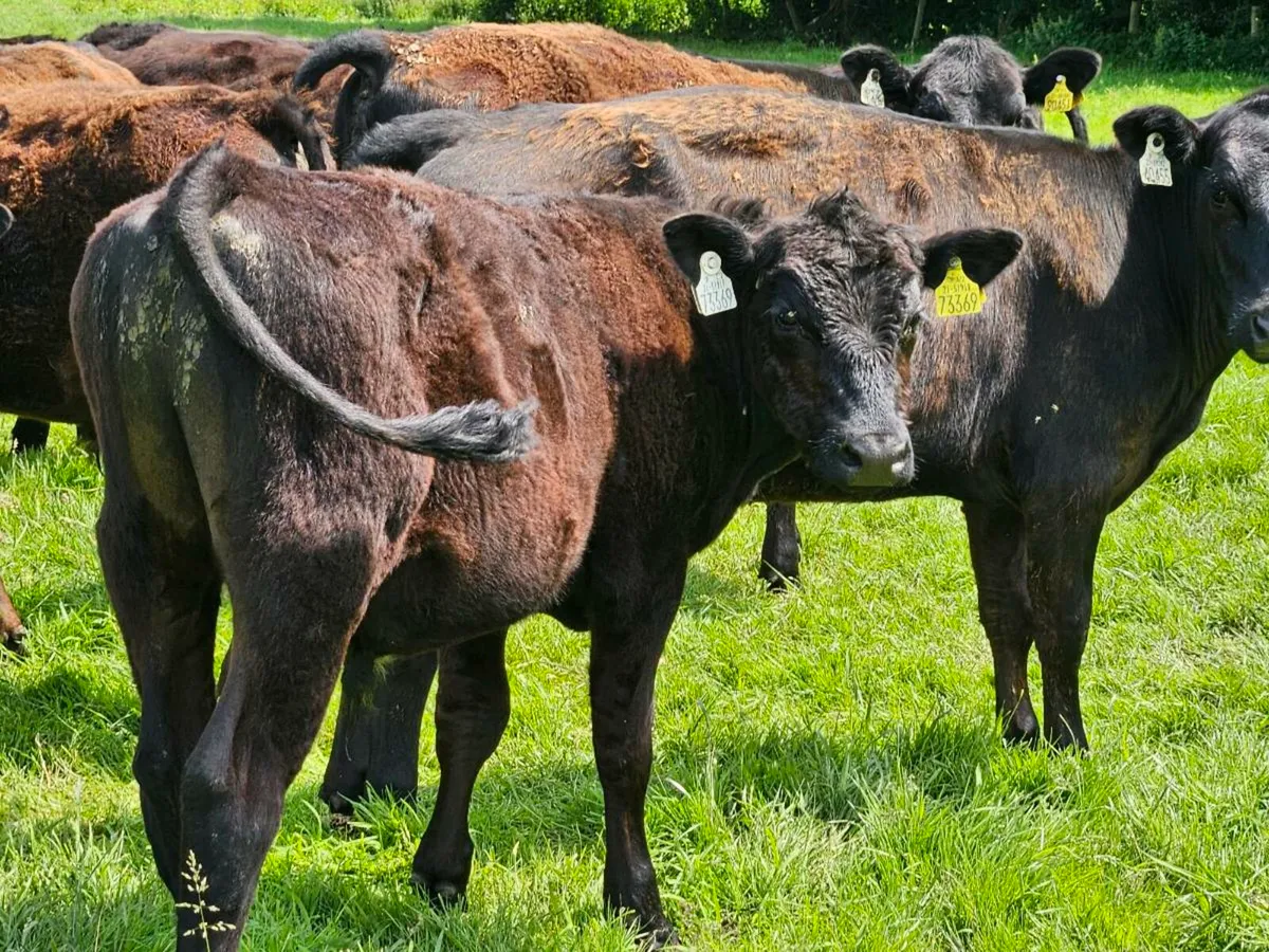 23 Angus heifers and bullocks for sale - Image 2