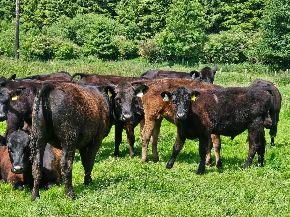 23 Angus heifers and bullocks for sale - Image 3