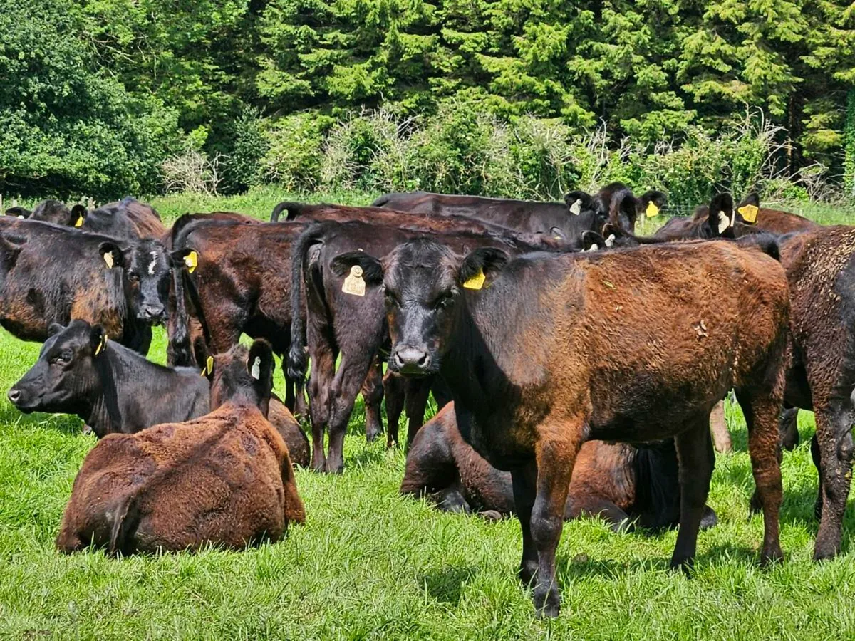 23 Angus heifers and bullocks for sale - Image 4