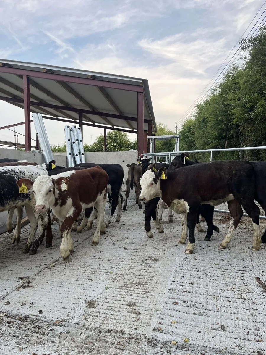 16 serous well reared calves for sale - Image 1
