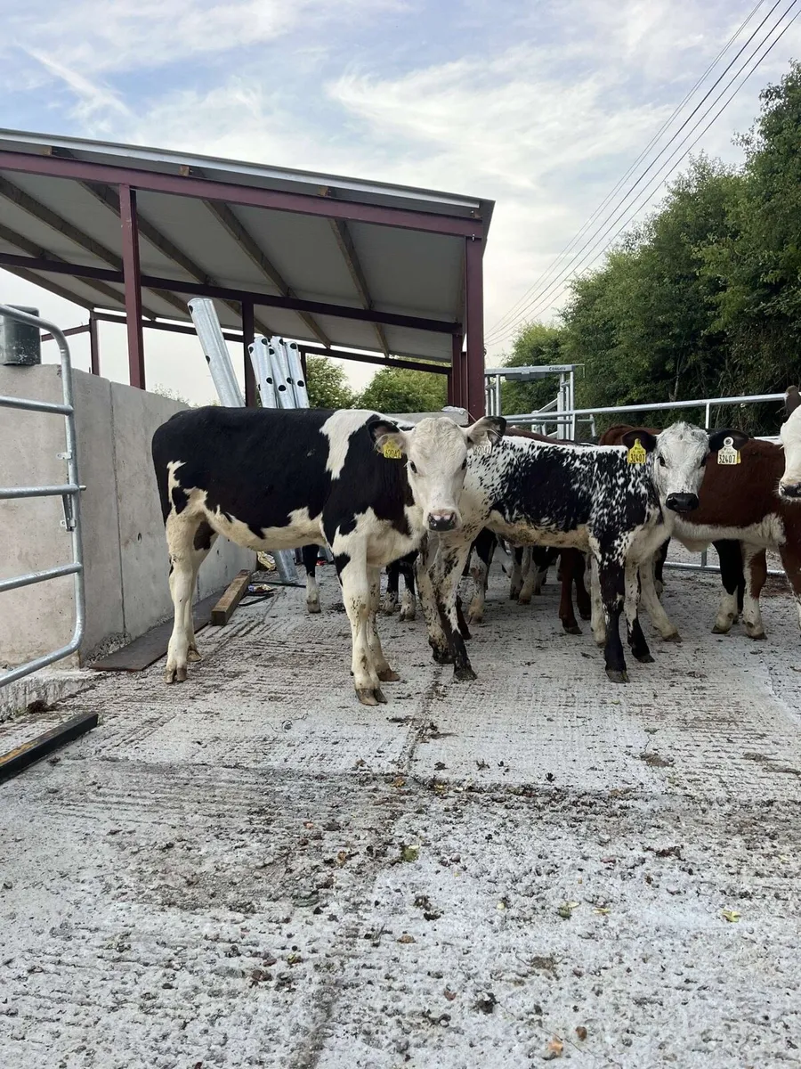 16 serous well reared calves for sale - Image 2