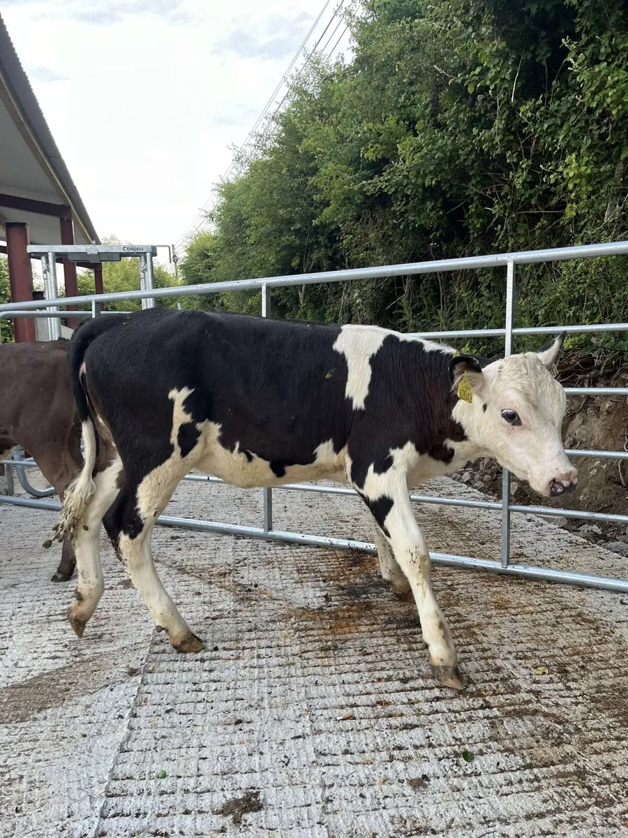 16 serous well reared calves for sale - Image 3