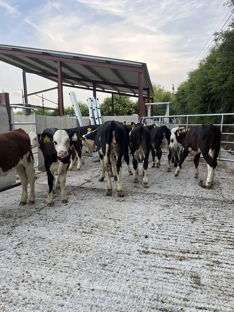 16 serous well reared calves for sale - Image 4