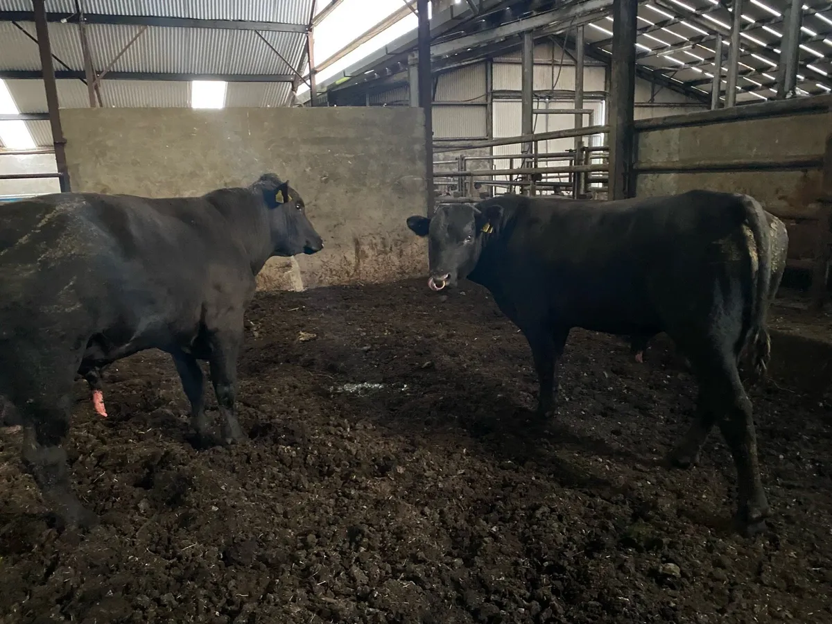 2 year old angus bulls - Image 2