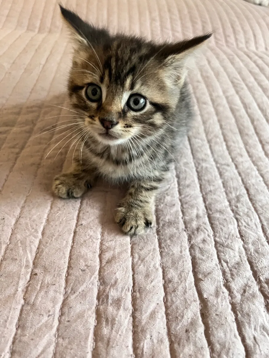 Cats - Image 3