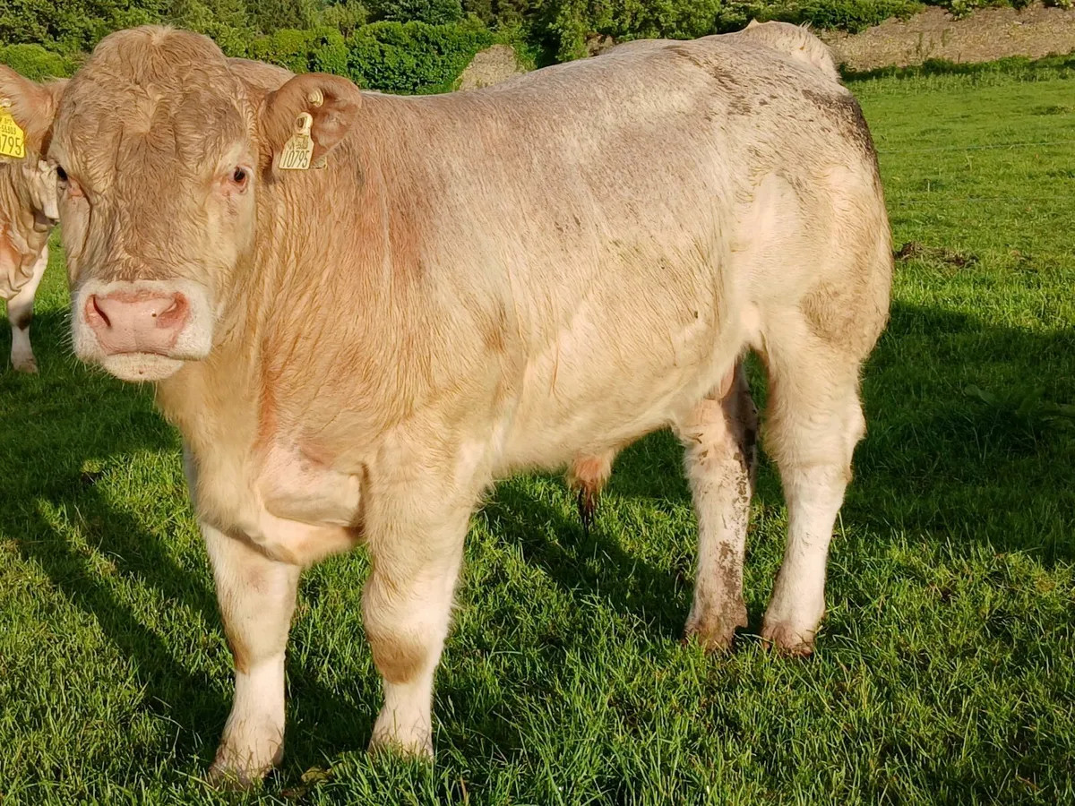 Charolias Bulls - Image 1