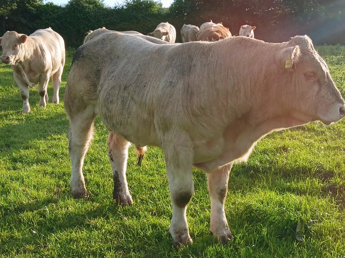 Charolias Bulls - Image 2
