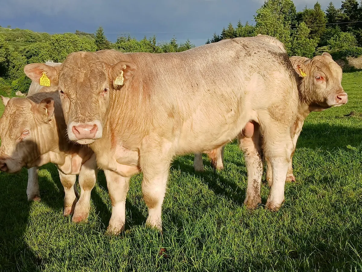 Charolias Bulls - Image 3