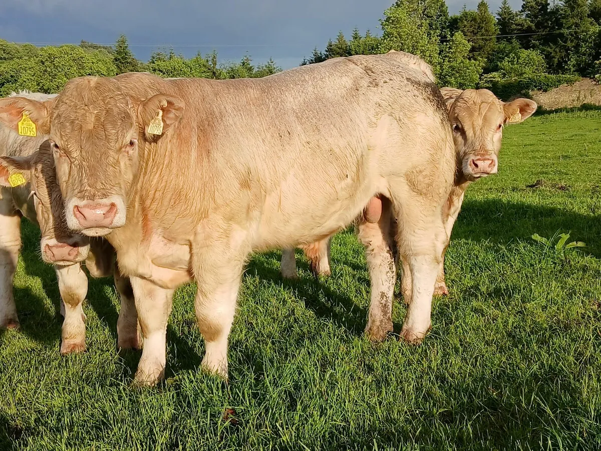 Charolias Bulls - Image 4