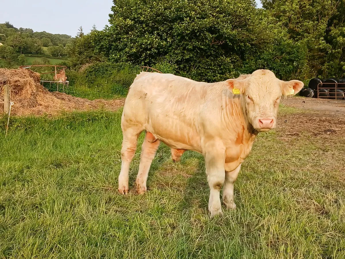 Charolias Bulls - Image 2